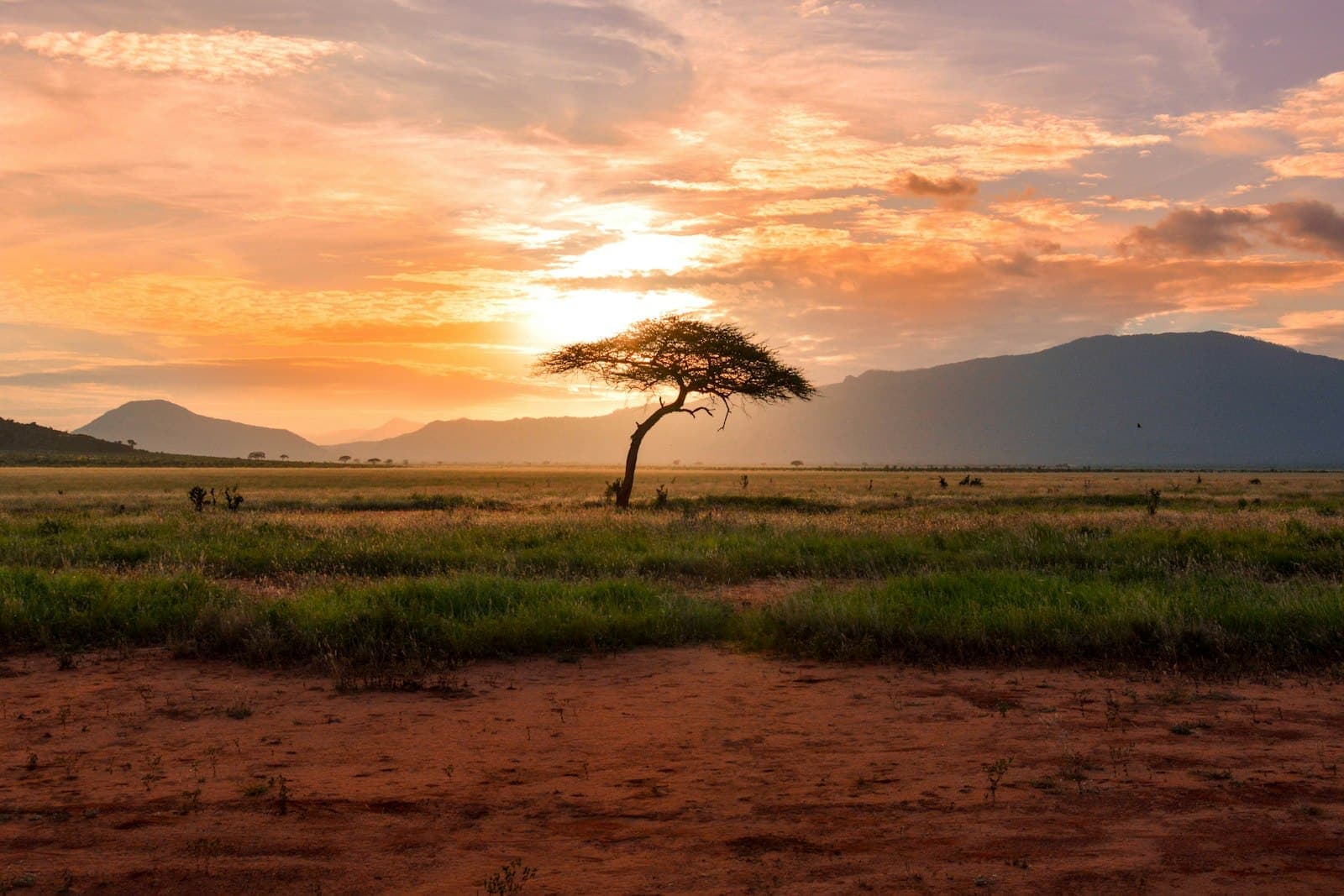 Established acacia along the western boundary